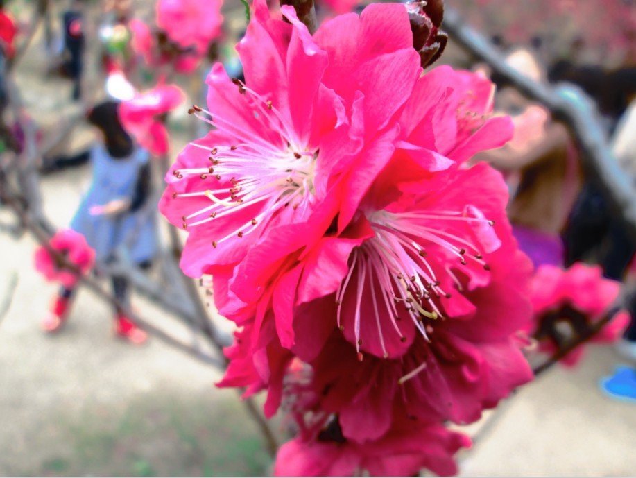 InternChina-Flowers-in-full-blossom